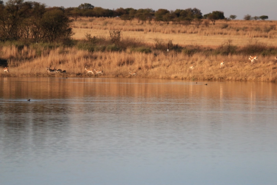 Commercial Property for Sale in Lekwena Wildlife Estate North West